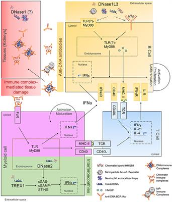 Self-DNA at the Epicenter of SLE: Immunogenic Forms, Regulation, and Effects